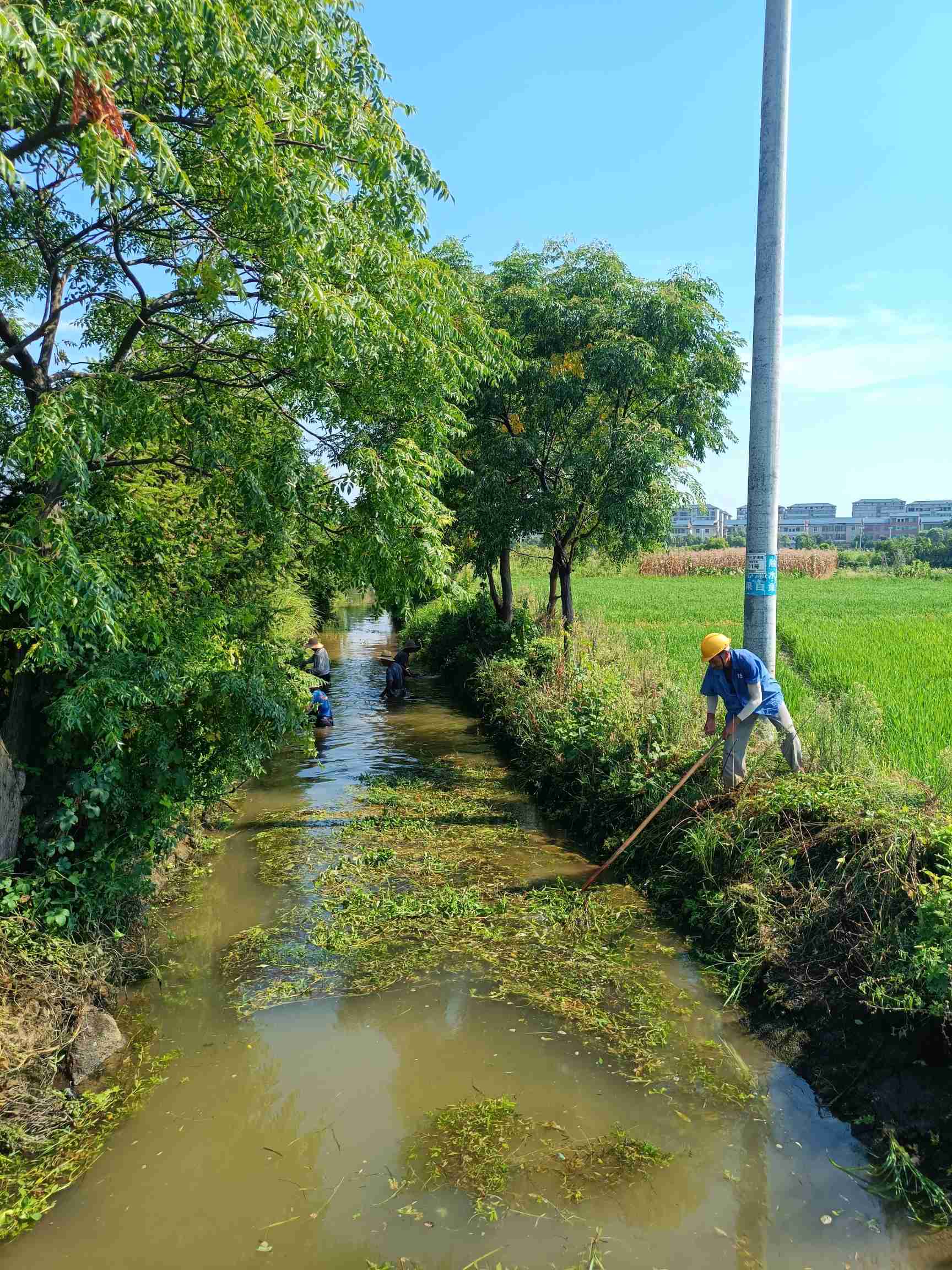 夏灌抗旱正当时  渠水润物细无声